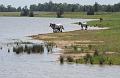 Horses by a dam, near Pokolbin IMGP4981